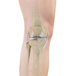 knee-anatomy
